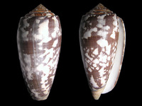 Conus striatus