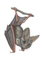 Image of: Macrotus californicus (California leaf-nosed bat)