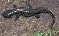 Image of: Ambystoma tigrinum (tiger salamander)