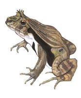 Image of: Edalorhina perezi