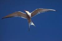 Sterna paradisaea - Arctic Tern