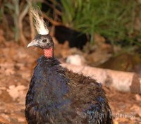 Afropavo congensis - Congo Peafowl