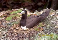 Sula leucogaster - Brown Booby