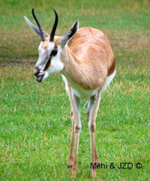 Antidorcas marsupialis - Springbok