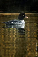 Image of: Bucephala islandica (Barrow's goldeneye)