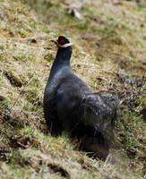 Image of: Crossoptilon auritum (blue eared-pheasant)