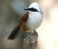 Image of: Garrulax leucolophus (white-crested laughing-thrush)