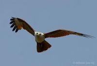 Image of: Haliastur indus (Brahminy kite)