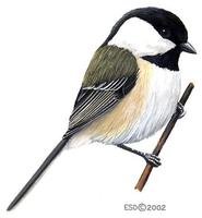 Image of: Parus atricapillus (black-capped chickadee)