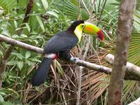 Image of: Ramphastos sulfuratus (keel-billed toucan)