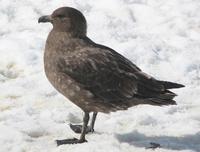 Image of: Stercorarius skua (great skua)