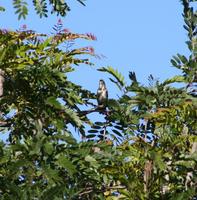 Image of: Turdoides hypoleucus (northern pied babbler)