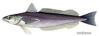 Image of: Merluccius bilinearis (silver hake)