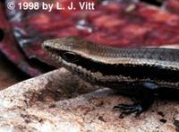 Image of: Mabuya nigropunctata