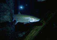 Salvelinus namaycush - Great Lake Trout