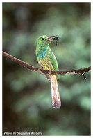 Blue-bearded Bee-eater - Nyctyornis athertoni