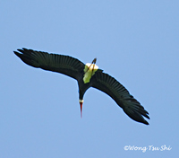 Storm's Stork - Ciconia stormi