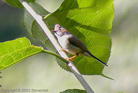 Striated Yuhina - Yuhina castaniceps