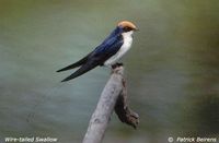 Wire-tailed Swallow - Hirundo smithii