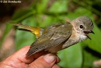 Golden Whistler - Pachycephala pectoralis