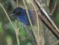 Sri Lanka Whistling Thrush - Myophonus blighi