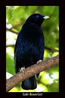 Satin Bowerbird