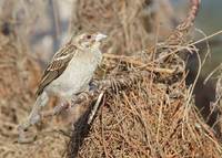 Sakalava Weaver (Ploceus sakalava) photo