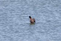 Blue-billed Duck - Oxyura australis