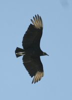 Black Vulture - Coragyps atratus