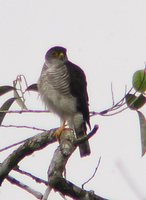 Tiny Hawk - Accipiter superciliosus