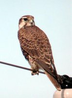 Prairie Falcon - Falco mexicanus