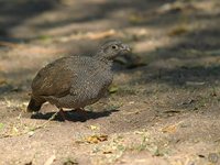 Red-billed Francolin - Francolinus adspersus