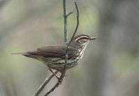 Northern Waterthrush (Seiurus noveboracensis) photo