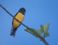 Violaceous Trogon (Trogon violaceus) photo