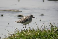 Wood Sandpiper - Tringa glareola