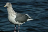 Slaty-backed Gull - Larus schistisagus