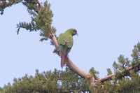 Slender-billed Parakeet - Enicognathus leptorhynchus