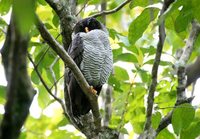 Black-and-white Owl - Ciccaba nigrolineata