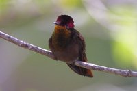 Ruby-topaz Hummingbird - Chrysolampis mosquitus