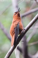 Juan Fernandez Firecrown - Sephanoides fernandensis