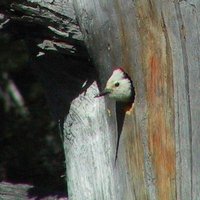 White-headed Woodpecker - Picoides albolarvatus