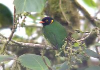 Orange-breasted Fruiteater - Pipreola jucunda