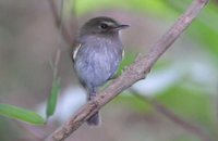 Drab-breasted Bamboo-Tyrant - Hemitriccus diops