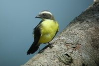 Social Flycatcher - Myiozetetes similis