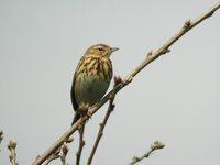 Tree Pipit - Anthus trivialis