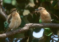 Bicoloured Wren - Campylorhynchus griseus