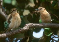 Bicoloured Wren - Campylorhynchus griseus