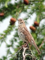 Song Thrush - Turdus philomelos