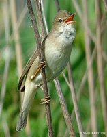 Marsh Warbler - Acrocephalus palustris