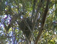 Red Wattlebird - Anthochaera carunculata